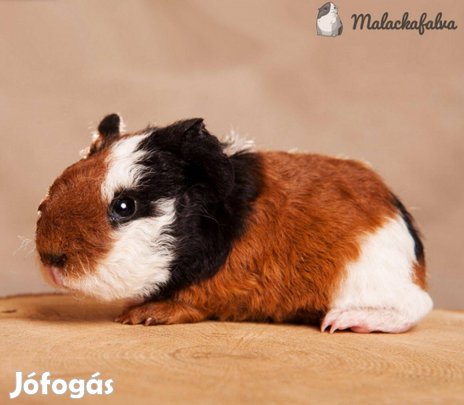 Eladó 5-6 hetes kislány tengerimalacok