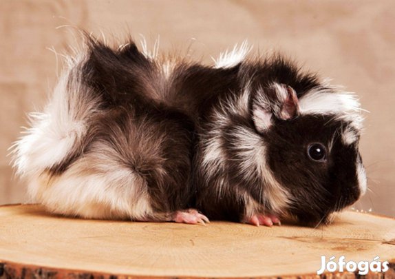 Eladó 5-6 hetes kislány tengerimalacok