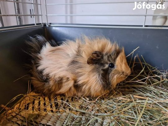 Eladó 5-6 hetes kislány tengerimalacok