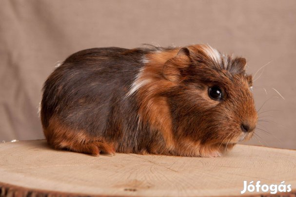 Eladó 5-6 hetes kislány tengerimalacok