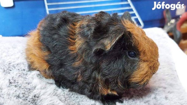 Eladó 5-6 hetes kislány tengerimalacok