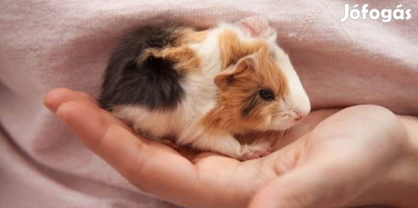 Eladó 5-6 hetes kislány tengerimalacok