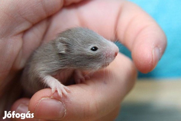 Eladó 5-6 hetes szíriai aranyhörcsögök