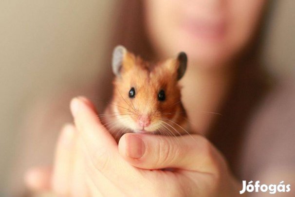 Eladó 5-6 hetes szíriai aranyhörcsögök