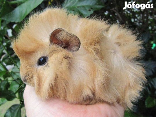 Eladó 5-6 hetes tengerimalacok