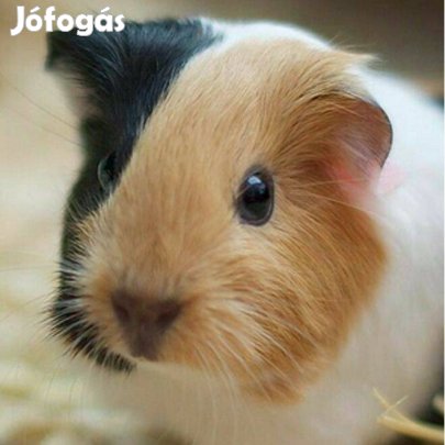 Eladó 5-6 hetes tengerimalacok