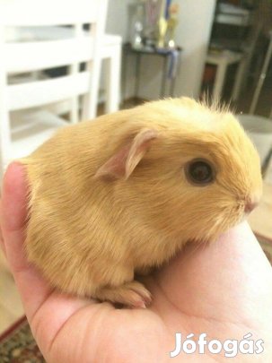 Eladó 5-6 hetes tengerimalacok