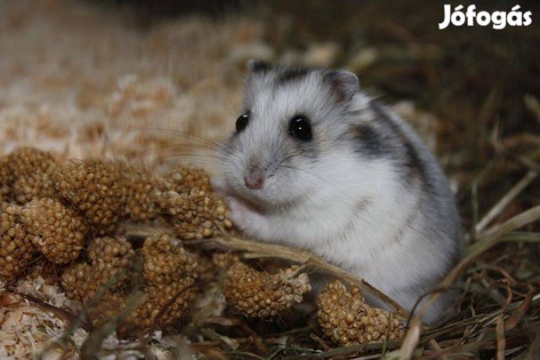 Eladó 5-6 hetes törpehörcsögök