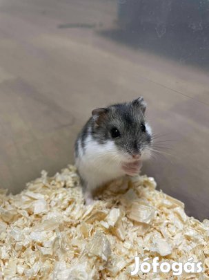 Eladó 5-6 hetes törpehörcsögök