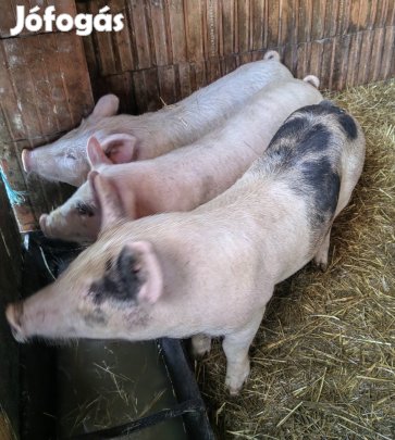 Eladó 5 darab 11 hetes malac. 