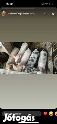 Eladó 5 darab süldő