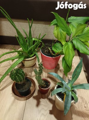 Eladó 5 darab szobanövény 