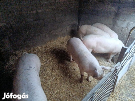 Eladó 5 db F1× Pietrain hízó sertés!