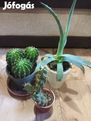 Eladó 5 db kaktusz