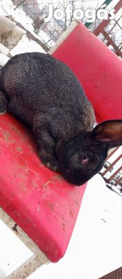 Eladó 5 db óriás jellegű fiatal nyúl.