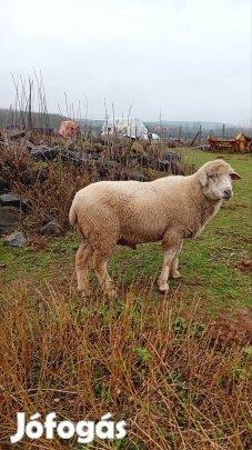 Eladó 5 éves aktív kos