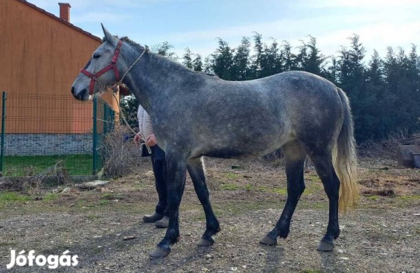 Eladó 5 éves kanca