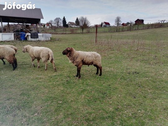 Eladó 5 éves kos birka