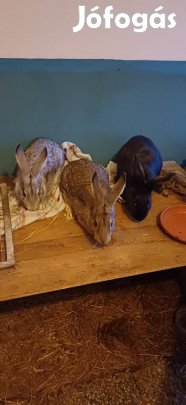 Elado 5 honapos nyuszik