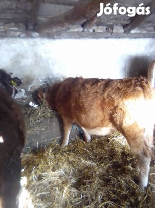 Eladó 5honapos és13honapos mt és limuzin üszők egybe