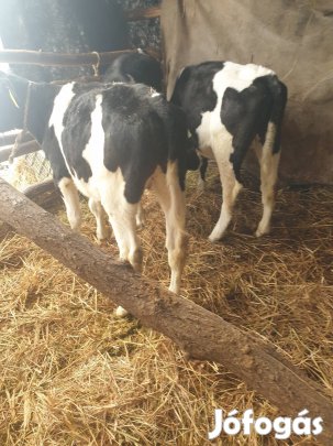 Elado 6 db bika. Kb. 150-200 ig.