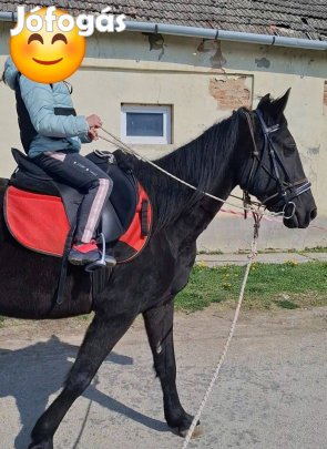 Eladó 6 éves kanca