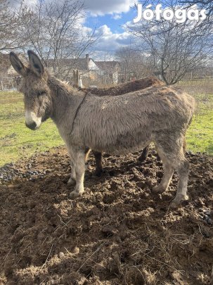 Eladó 6 éves útleveles kanca szamár