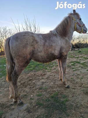 Eladó 6 hónapos csikó