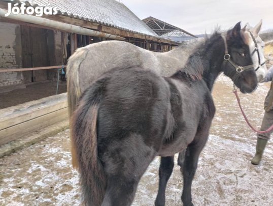Eladó 6 hónapos félvér csődör csikó