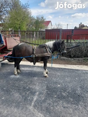Eladó 6 hónapos hasas .