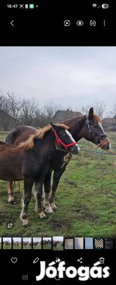 Eladó 6 hónapos kanca csikó
