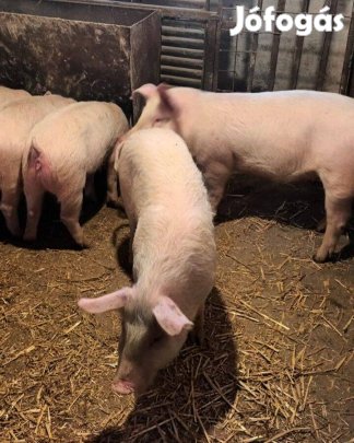 Eladó 6db 40-45 kg-os süldő