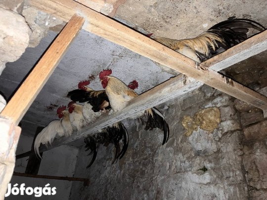 Eladó 7 db krédli kakas egyben 