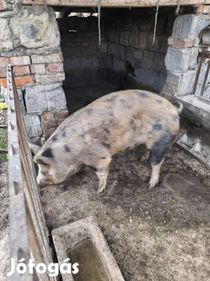 Eladó 7 hónapos hizo