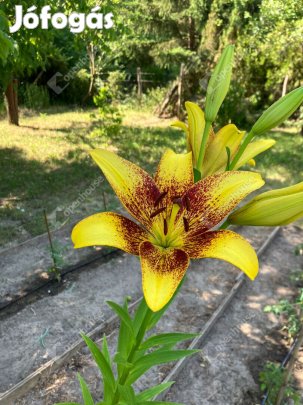 Eladó 811 nm-es telek Bőny