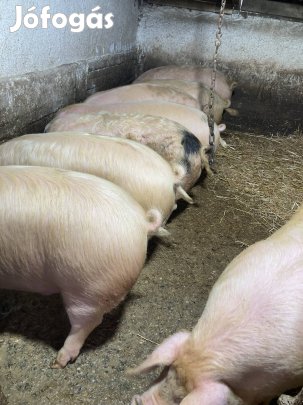 Eladó 8 darab hízó