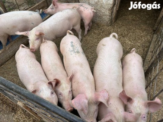 Elado 8 darab süldő 50-80 közöt