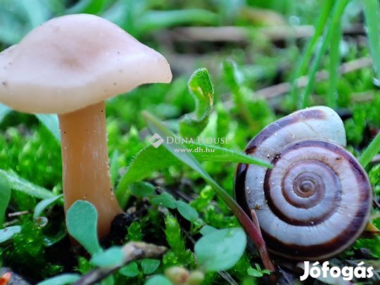 Eladó 9825 nm-es telek Gödöllő