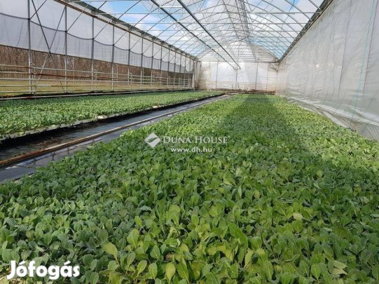 Eladó 9856 nm-es mezőgazdasági ingatlan #5049607