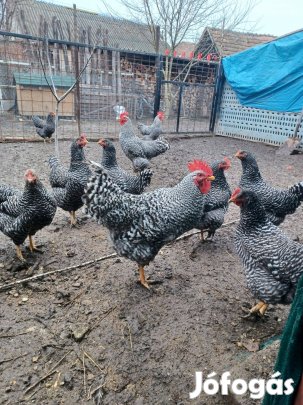 Eladó 9 hónapos kakasok