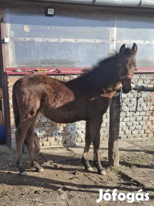 Elado 9 honapos kis csiko