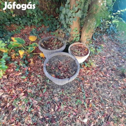 Eladó A Képen Látható Virágtartók