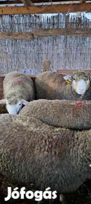 Eladó A-s törzskonyves kosok