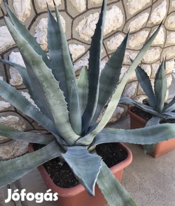 Eladó Agavé növények!