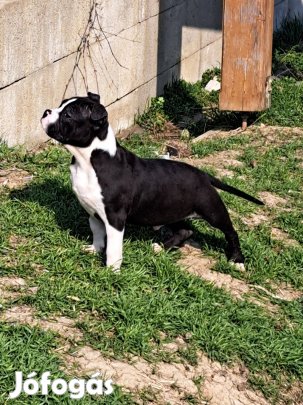 Eladó American bully fajtatiszta jellegű kiskutyák
