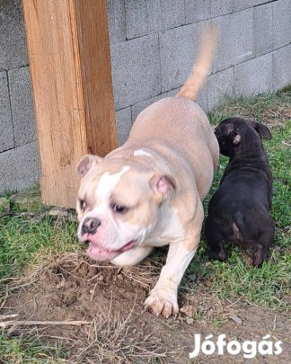 Eladó American bully fajtatiszta jellegű kiskutyák