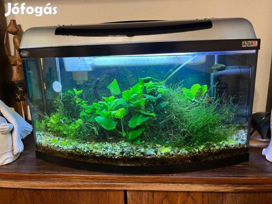 Eladó Aquael Pearl akvárium szettel, élő növényekkel és élő állatokkal