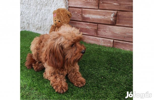 Eladó Athos a cavapoo kan kutyus (cavalier+uszkár)