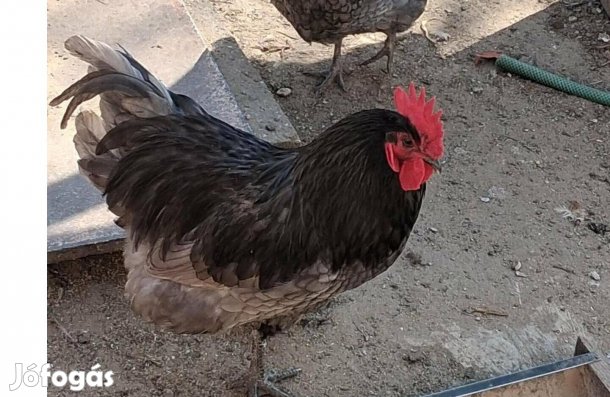 Eladó Australorp kakas Gyálon
