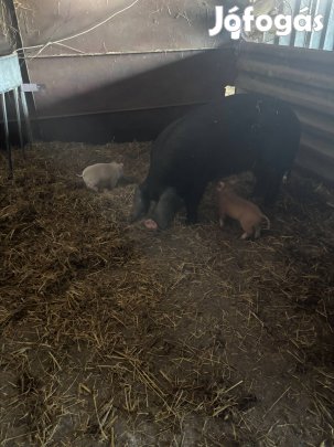 Eladó Berkshire koca malacokkal